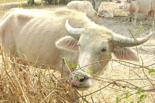 花，会有盛开的一天作文（花会开作文怎么写）