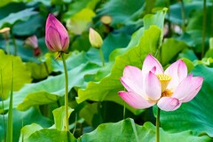 2024小学教师年度考核个人总结_2023小学教师年度考核总结