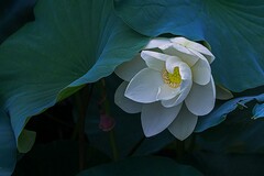 上一家公司的离职证明弄丢了