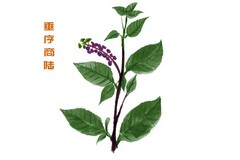 美丽的长城作文(美丽的长城作文500字写景)